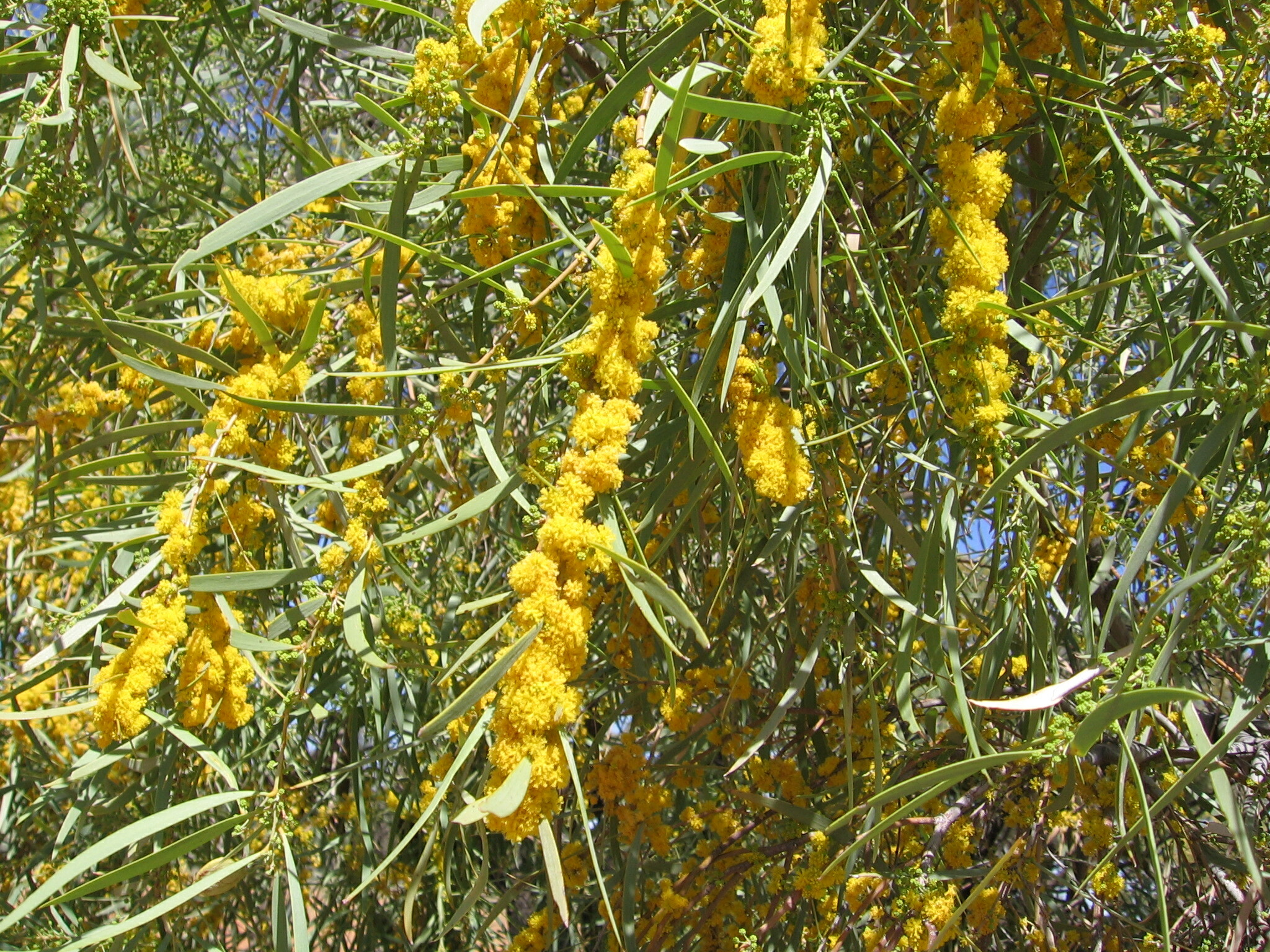 Acacia cambagei