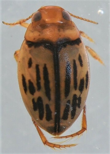 Hydroporinae