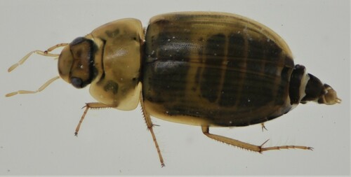 Enochrus