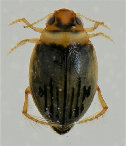 Hydroporinae