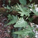 Himalayan Ivy - Photo (c) Phuentsho, some rights reserved (CC BY-NC), uploaded by Phuentsho