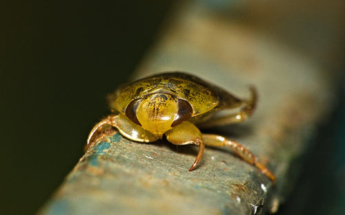 saucer bug, photo 4 of 10
