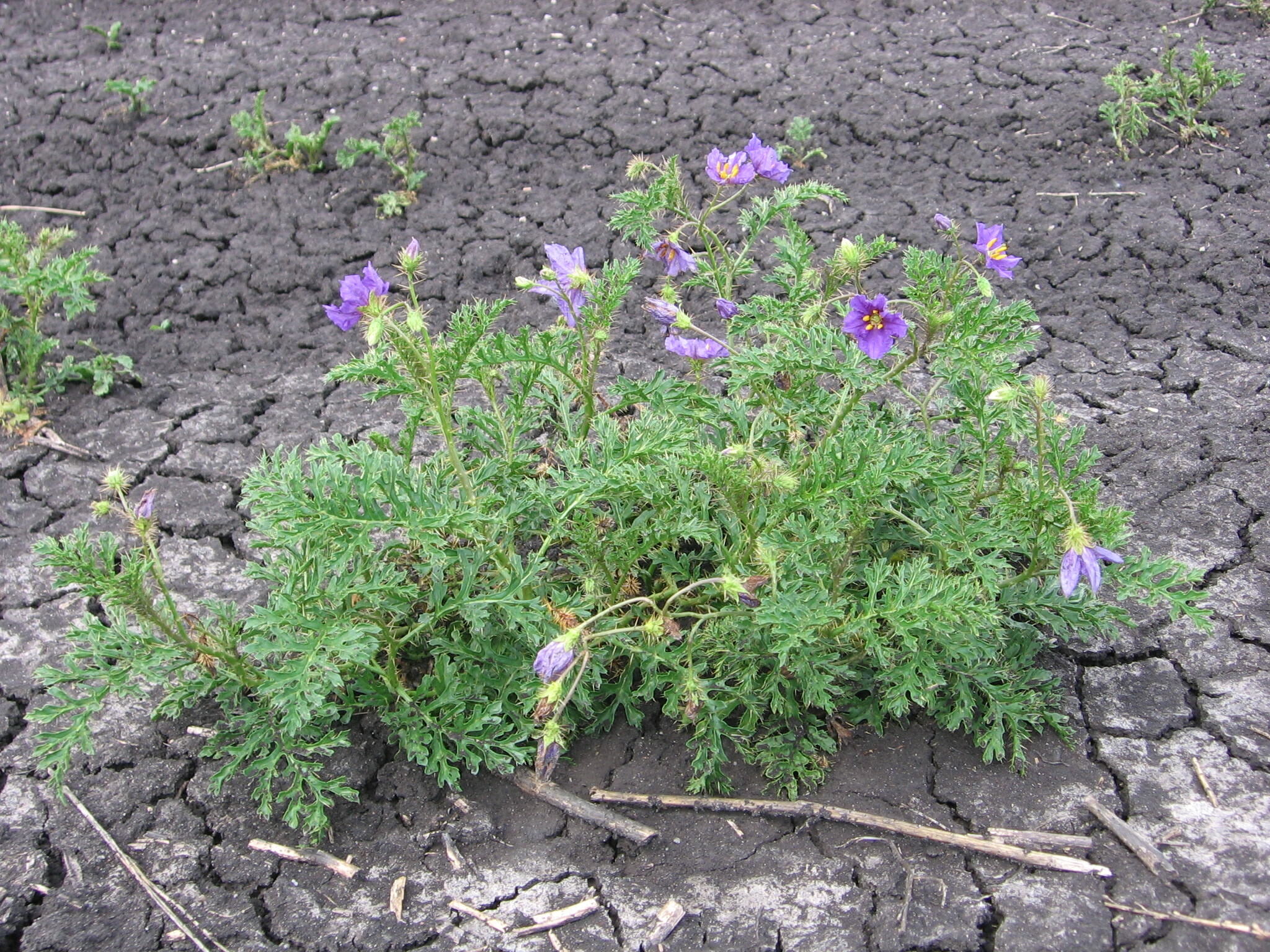 Solanum papaverifolium