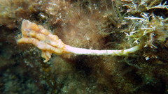 Pyura gibbosa