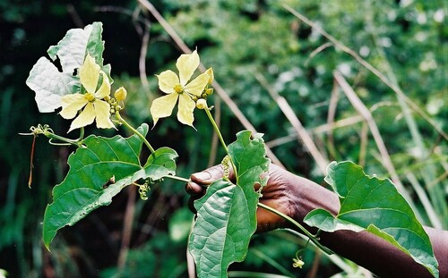 Cogniauxia podolaena