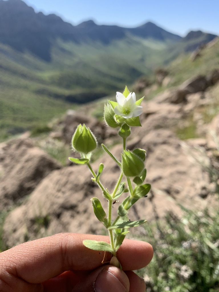 Cerastium inflatum