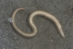 Phyllodocida