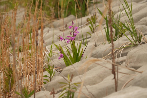 Bletilla striata iNat (2)