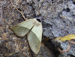 Ophyx ochroptera