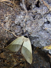 Ophyx ochroptera