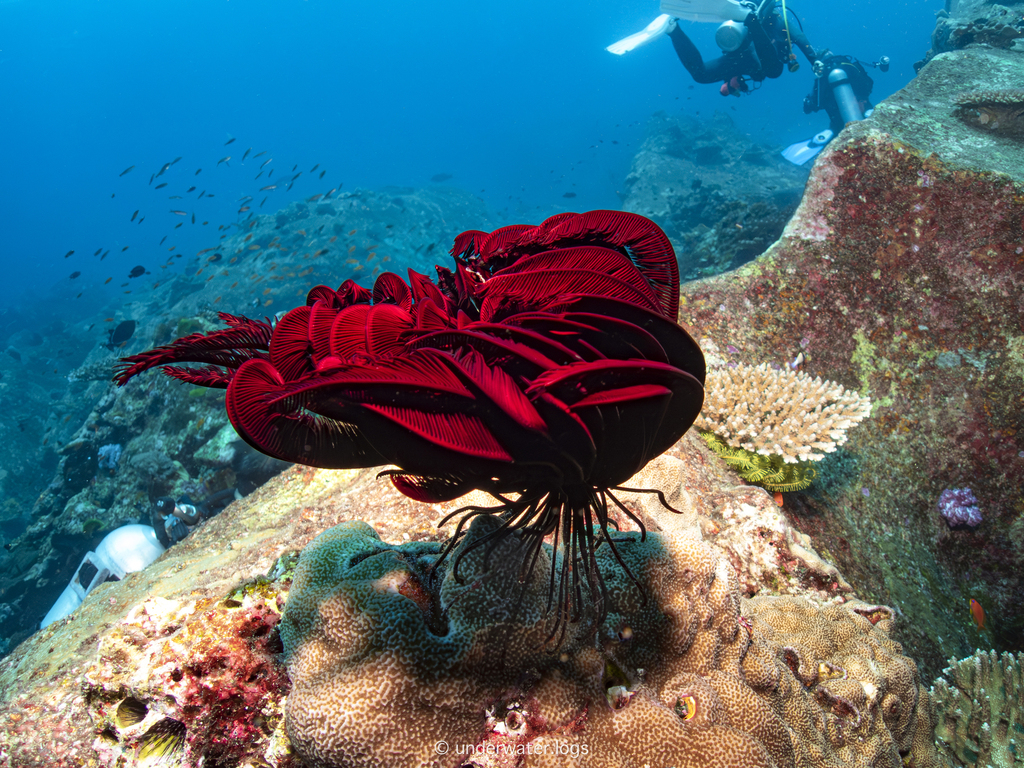 Beautiful Feather Star