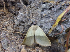 Ophyx ochroptera