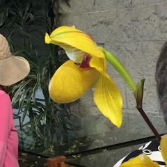 Paphiopedilum