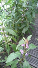 Hygrophila pogonocalyx