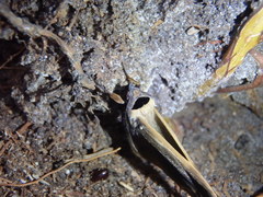 Ophyx ochroptera