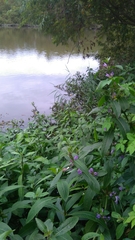 Hygrophila pogonocalyx