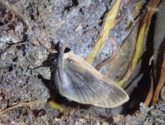 Ophyx ochroptera