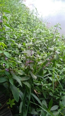 Hygrophila pogonocalyx