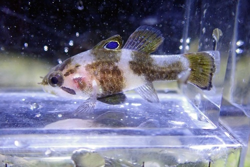 Apogonichthys ocellatus observed 2022-12-11