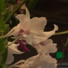 Dendrobium parthenium