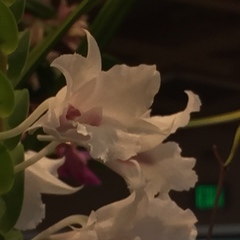Dendrobium parthenium