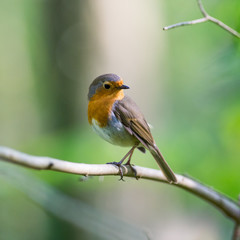 Erithacus rubecula