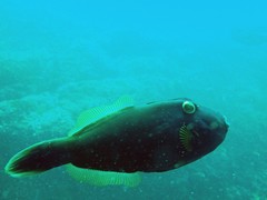 Eubalichthys bucephalus