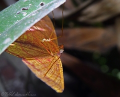 Geometridae