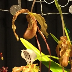 Phragmipedium