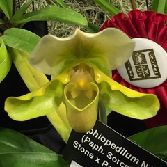 Paphiopedilum