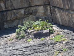 Opuntia anahuacensis