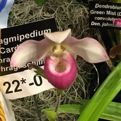 Phragmipedium