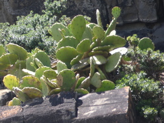 Opuntia anahuacensis