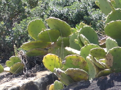 Opuntia anahuacensis
