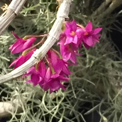 Dendrobium goldschmidtianum