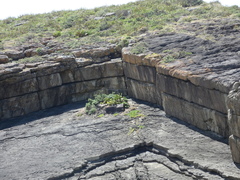 Opuntia anahuacensis