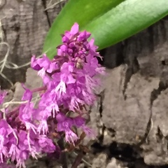Stenoglottis