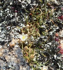 Ornithogalum rupestre