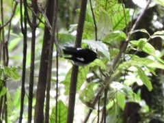 Petroica macrocephala