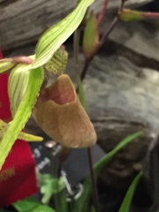 Paphiopedilum