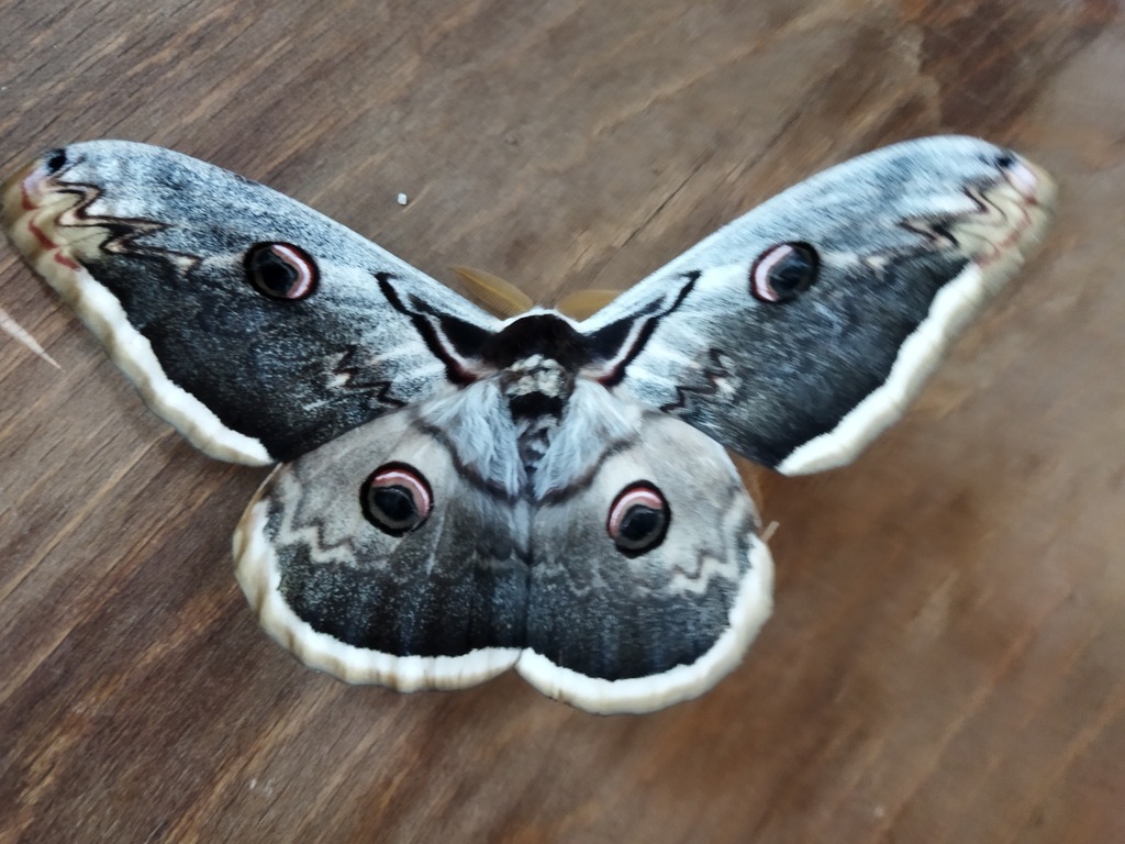 Giant peacock moth (Saturnia pyri)