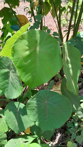 Image of Macaranga peltata by (c) Nihal Mahesh, some rights reserved (CC BY)