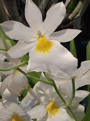 Miltoniopsis