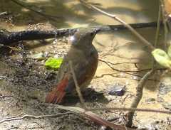 Pytilia phoenicoptera