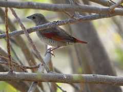 Pytilia phoenicoptera