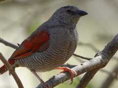 Pytilia phoenicoptera