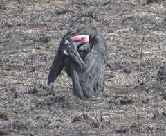 Bucorvus abyssinicus