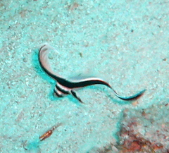 Eques punctatus