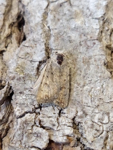 Pale Mottled Willow Moth