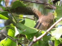 Funambulus palmarum